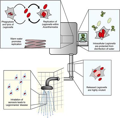 Acanthamoeba and Dictyostelium as Cellular Models for Legionella Infection